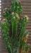 Cereus peruvianus mostruoso di Patrizia 2.jpg
